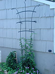Shield Trellis