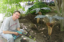 jack in the Pulpits